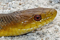 Eastern Ratsnake