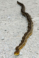 Eastern Ratsnake