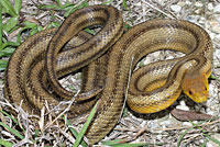 Eastern Ratsnake