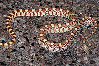 Sonoran Gopher Snake 