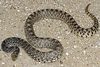 Bullsnake