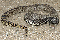 Bullsnake