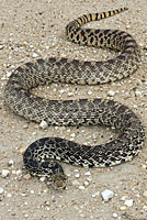 Bullsnake