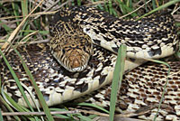 Bullsnake
