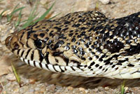 Bullsnake