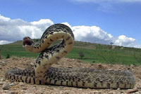Bullsnake