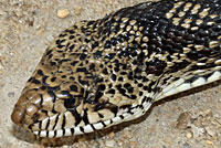 Bullsnake