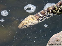 Bullsnake