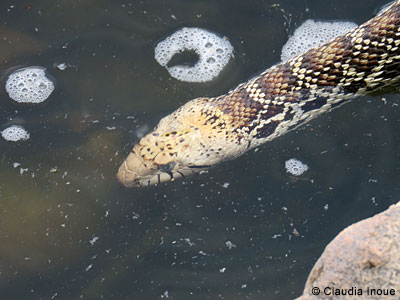 Bullsnake