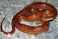 Red Cornsnake