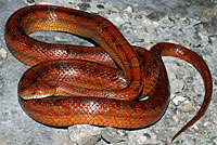 Red Cornsnake