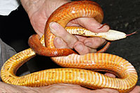 Red Cornsnake