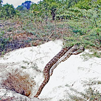 Indian Rock Python 