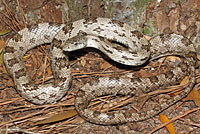 Gray Ratsnake