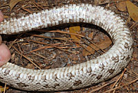 Gray Ratsnake