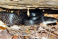 Gray Ratsnake