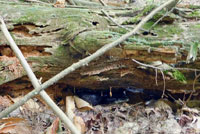 Gray Ratsnake