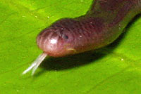 Brahminy Blindsnake