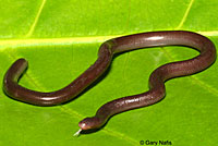 Brahminy Blind Snake