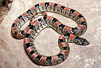 Long-nosed Snake 