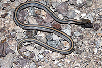 Big Bend Patch-nosed Snake