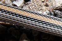 Big Bend Patch-nosed Snake