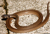 Texas Brownsnake