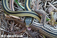Texas Patch-nosed Snake eating Texas Spotted Whiptail