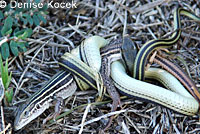 Texas Patch-nosed Snake eating Texas Spotted Whiptail