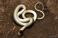 Texas Patch-nosed Snake