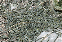 Red-sided Gartersnakes in Den