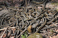 Red-sided Gartersnakes in Den