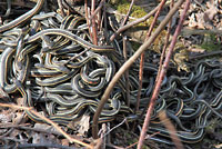 Red-sided Gartersnakes in Den