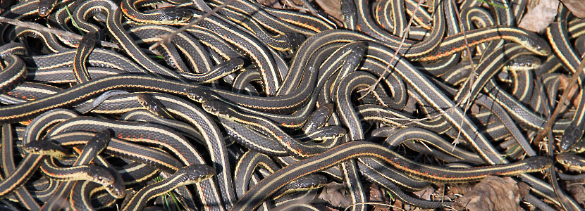 Red-sided Gartersnakes in Den