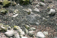 Red-sided Gartersnakes in Den