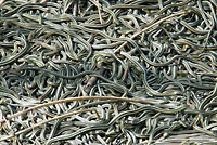 Red-sided Gartersnakes in Den