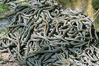 Red-sided Gartersnakes in Den