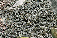 Red-sided Gartersnakes in Den