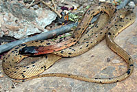 Royal Diadem Ratsnake  