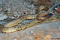 Royal Diadem Ratsnake  