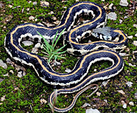 Eastern Black-necked Gartersnake