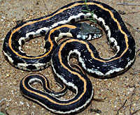 Eastern Black-necked Gartersnake