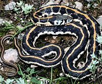 Eastern Black-necked Gartersnake