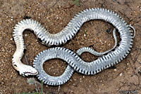 Eastern Black-necked Gartersnake