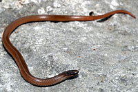 Flat-headed Snake