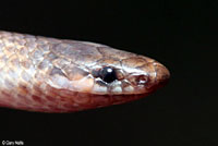 Flat-headed Snake