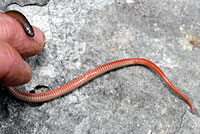 Flat-headed Snake