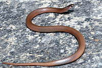 Flat-headed Snake