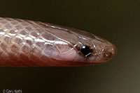 Flat-headed Snake