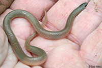 Flat-headed Snake